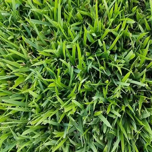 Textura da Grama Esmeralda